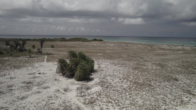 Majestic drone flight over wild tropical island showing white sand, lonely dates palm trees, and the stunning turquoise Caribbean horizon under a dramatic sky. 4k Raw