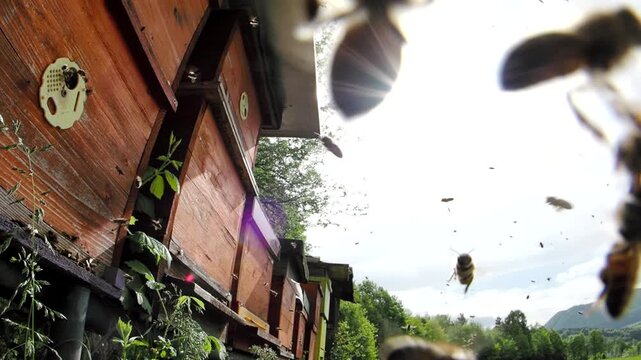Swarm of honey bees (Apis mellifera) defend their hive in apiary and attack the intruder in SLOW MOTION HD VIDEO.  Fisheye.