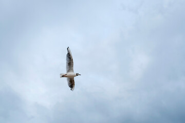 Obraz premium Lonely seagull is flying in the dramatic evening sky