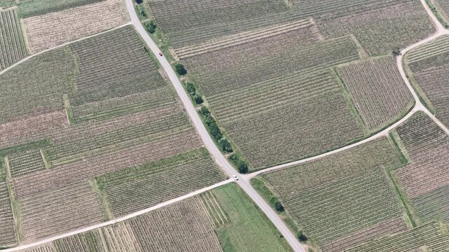 Aerial view of geometric vineyard patterns and rural roads across lush agricultural fields Selestat, Grand Est, France.