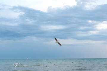 Naklejka premium Lonely seagull is flying in the dramatic evening sky