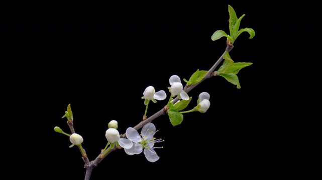 Spring flowers opening. Beautiful Spring Apricot tree blossom open time lapse, extreme close up. Time lapse of Easter fresh white blossoming apricot closeup.