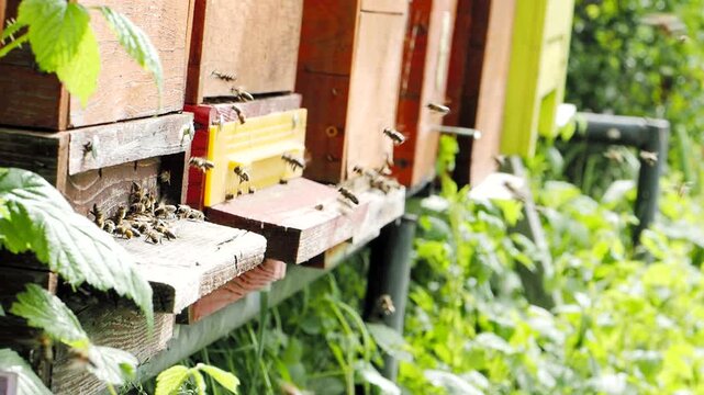 Swarm of honey bees (Apis mellifera) carrying pollen and flying to the landing board of hive in an apiary in SLOW MOTION HD VIDEO. Organic BIO farming, animal rights, back to nature concept. Close-up.