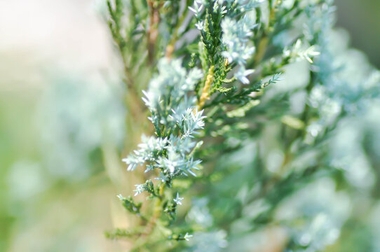 Lawsons Cypress, Oregon Cedar
or Chamaecyparis lawsoniana A Murray bis Parl or Cupressaceae or Creeping Juniper  or Juniperus procumbens Siebold ex Endl Mig or pine tree