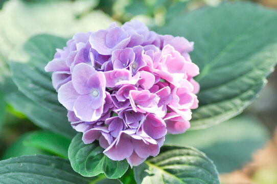 Hydrangea or macrophylla or Hydrangeaceae or purple hydrangea