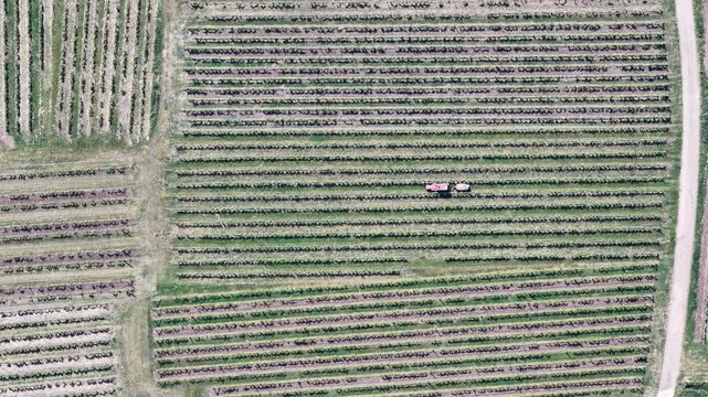 Aerial view of a red tractor working between straight rows of vines in a lush vineyard Selestat, Grand Est, France.