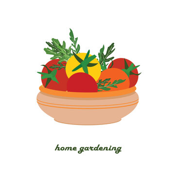 Home gardening banner with tomatoes and arugula clay bowl. Red and yellow fruits, green leaves design element healthy food, restaurant menu stook vector illustration for web, for print, for stickers o