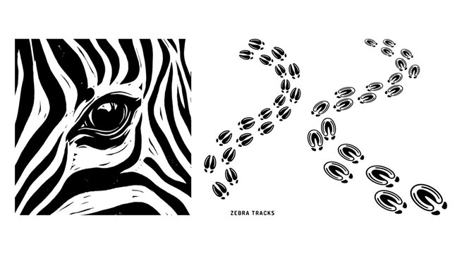 Zebra eye close up and animal hoof tracks in black and white style