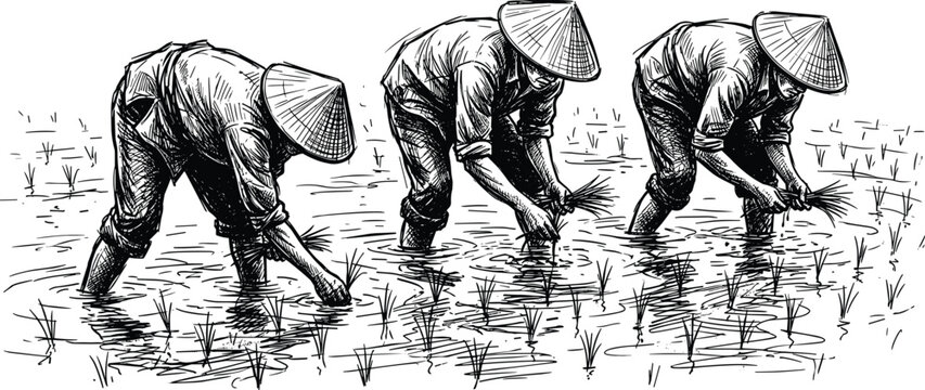 Three Asian Farmers Planting Rice Seedlings in Paddy Field Black and White Sketch Vector Illustration on White Background