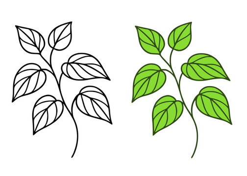 Ivory betel vector icon illustration, in line art and colored design, for plant themed coloring pages