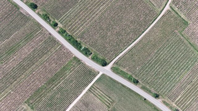 Aerial view of geometric vineyard rows and a rural road intersection in Selestat, Grand Est, France.