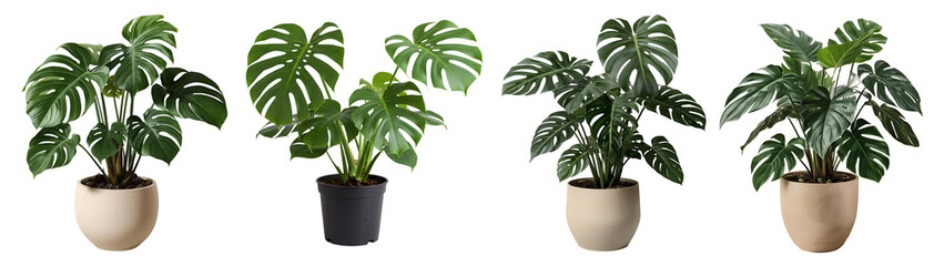 Four potted monstera deliciosa plants with lush green leaves, perfect for indoor gardening and home decor. © MiscellaneousPNG