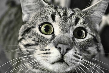 Katzen, Cats, Nahaufnahme, Makro, Hintergrund, Background, Tiere, Animals, Natur, Nature, haustier, kätzchen, felino, auge, fell, portrait, blick, getigerte katze © Kim Garcia