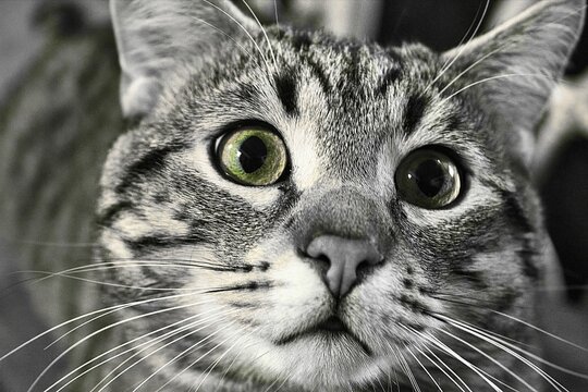 Katzen, Cats, Nahaufnahme, Makro, Hintergrund, Background, Tiere, Animals, Natur, Nature, haustier, k&auml;tzchen, felino, auge, fell, portrait, blick, getigerte katze