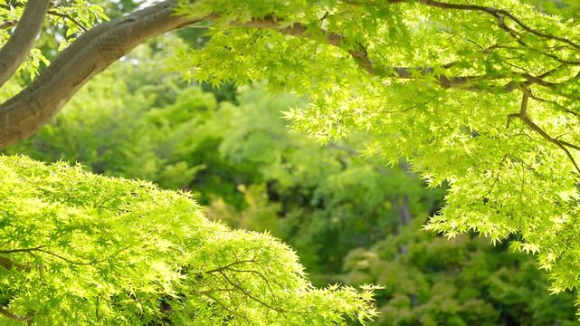 太陽の光に透けた新緑のもみじの葉が風に揺れる様子を捉えた手持ちカメラの映像