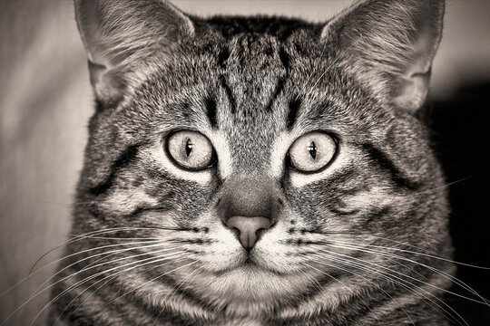 Katzen, Cats, Nahaufnahme, Makro, Hintergrund, Background, Tiere, Animals, Natur, Nature, haustier, k&auml;tzchen, felino, auge, fell, portrait, blick, getigerte katze