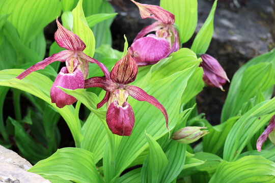 Cypripedium Philipp gx, Close up group of pink purple large lady's slipper orchids in the spring. 