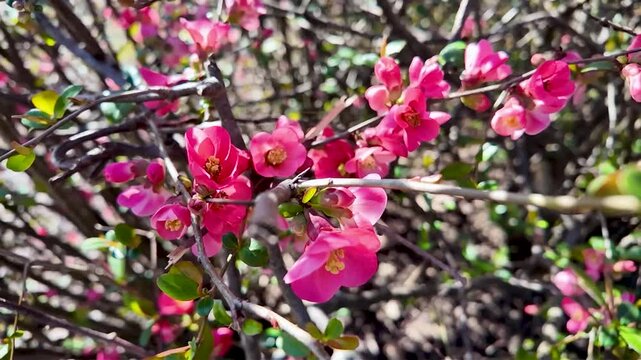 Les branches pleines de fleurs roses d'un cognassier du japon baign&eacute; par le soleil dans le cadre apaisant d'un jardin, mettant en valeur les d&eacute;tails d'un arbuste printanier.