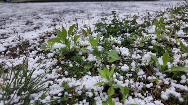 Gros plan sur des gr&ecirc;lons qui tombent dans l'herbe dans un jardin. Boules de glace apr&egrave;s un orage de printemps. La gr&ecirc;le est une forme de pr&eacute;cipitation solide. Une temp&ecirc;te de gr&ecirc;le en France.