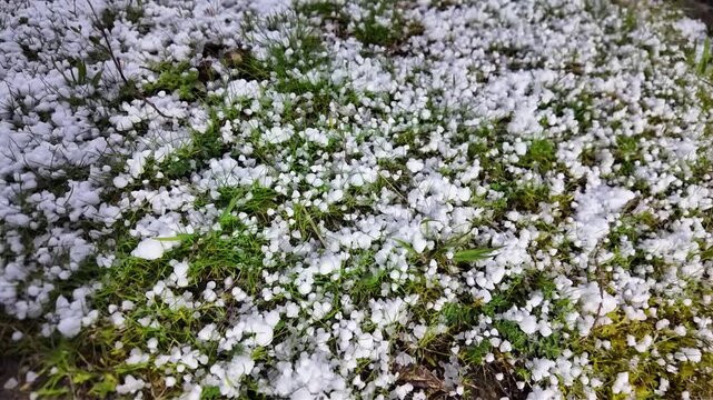 Gros plan sur des gr&ecirc;lons qui tombent dans l'herbe dans un jardin. Boules de glace apr&egrave;s un orage de printemps. La gr&ecirc;le est une forme de pr&eacute;cipitation solide. Une temp&ecirc;te de gr&ecirc;le en France.