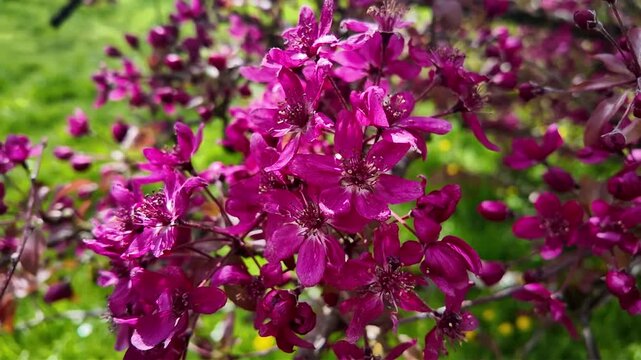 Les branches pleines de fleurs roses d'un MALUS 'Courtarou' (COCCINELLA) balanc&eacute;es doucement par le vent dans le cadre apaisant d'un jardin, mettant en valeur les d&eacute;tails d'un arbuste printanier.