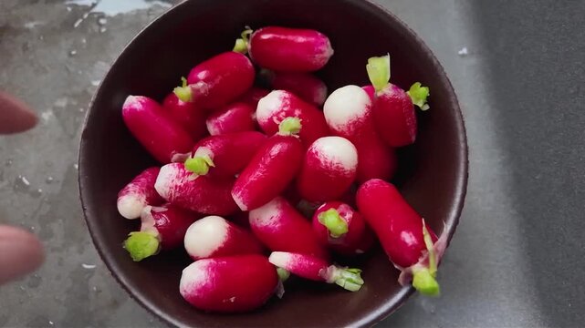 Des radis fra&icirc;chement lav&eacute;s sous l'eau courante dans l'&eacute;vier de la cuisine, d&eacute;pos&eacute;s dans un bol brun. Pr&ecirc;ts &agrave; &ecirc;tre d&eacute;guster.