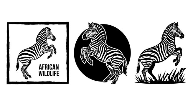 Set of three black and white zebra illustrations with African wildlife theme