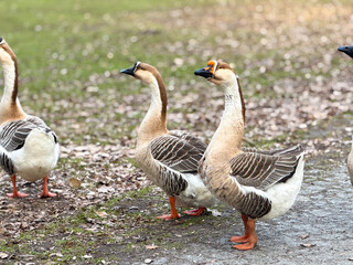 Three brown-and-white geese on park path © Marina Chernivetskay