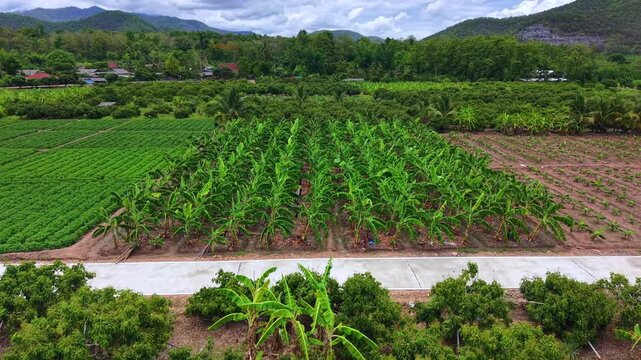 Cinematic aerial view of a tropical estate with red roof buildings and palm plantations Scenic drone footage showing lush greenery and traditional architecture in a fertile countryside landscape