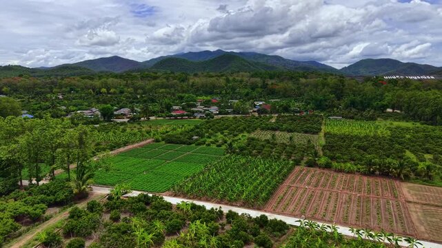 High-altitude drone transition from lush orchard textures to a majestic mountain skyline. Dramatic morning haze blankets the Northern Thailand valleys during golden hour. High-dynamic-range footage id