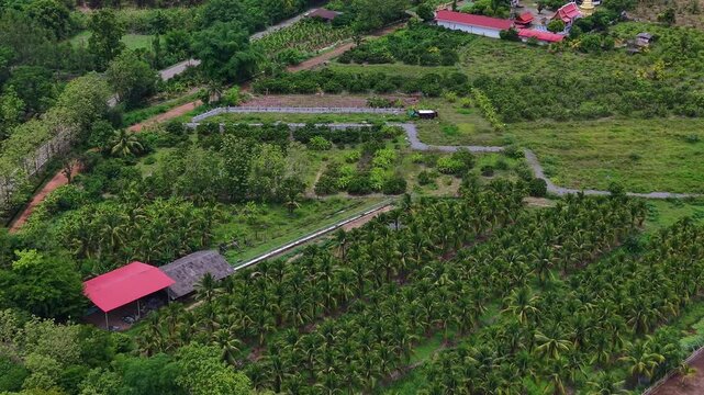 Cinematic drone shot of a vibrant palm tree plantation and rural homes with red roofs Scenic aerial view of tropical agriculture and countryside landscape featuring lush greenery and sunlight