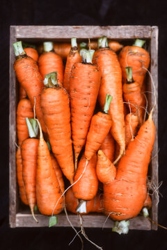Close top view of raw carrots stacked in wooden box. Healthy food ingredients, organic farming and vegetable harvest