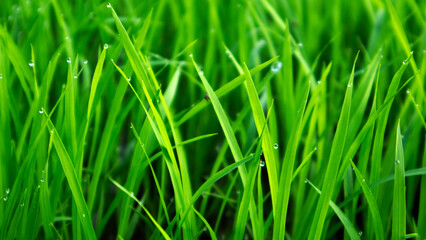 Obraz premium texture of newly planted rice plant leaves