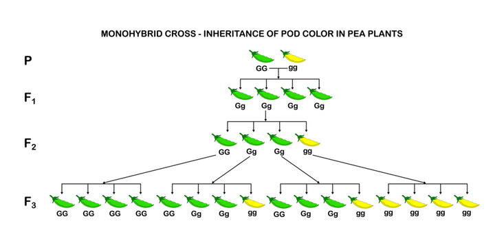 Vector illustration of a monogybrid cross. Inheritance of pod color in pea plants on a white background.