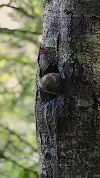 Mochuelo boreal saliendo de una cavidad de &aacute;rbol