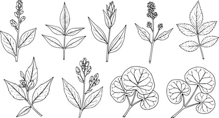 Collection of hand-drawn botanical of various plants and leaves leaf nature organic © Anjuman_42