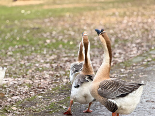Two geese walking on leaf-strewn path © Marina Chernivetskay