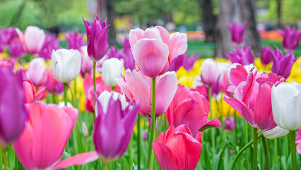 Fototapeta premium tulips, sea of flowers, spring