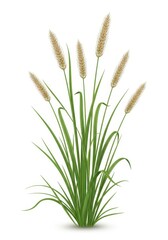 Fototapeta premium Realistic Botanical Illustration of Wheat Grass with Golden Ears Isolated on White Backgro