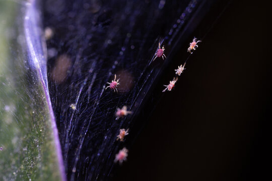 Tetranychus urticae red spider mite or two-spotted spider mite