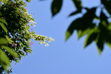 初夏の息吹：青空に映える鮮やかな新緑のもみじ © gotoshoji