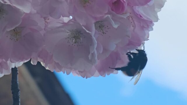 Bumblebee collecting nectar on cherry blossom flowers, close-up spring nature scene with sakura petals, pollination process, soft light, delicate pink blooms and active insect