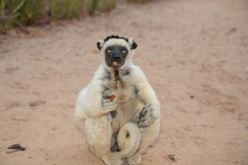 Fototapeta premium Verreaux's white sifaka with dark head Madagascar island fauna.