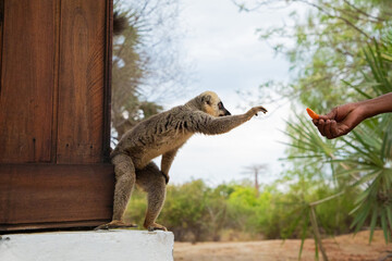 Fototapeta premium Common brown lemur (Eulemur fulvus) with orange eyes.