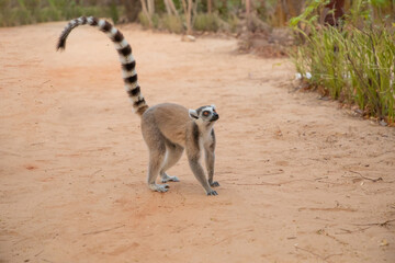 Fototapeta premium ring-tailed lemur, Lemur catta at Madagascar