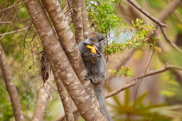 Fototapeta premium Crowned lemur in forest Madagascar nature.