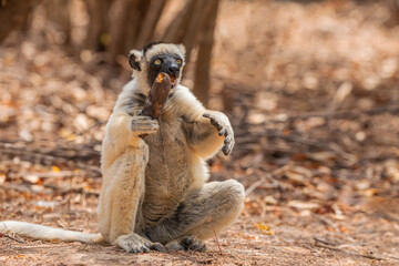 Fototapeta premium Sifaka lemur Propithecus verreauxi, Madagascar nature