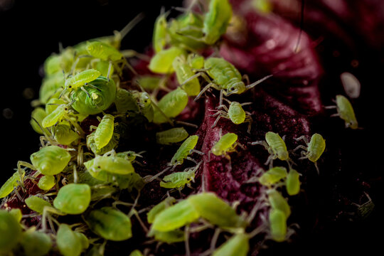 very close big macro portrait of aphids