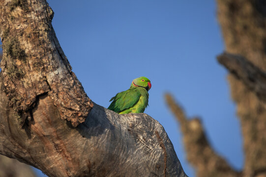 Rose-Ringed Parakeet in tree. (Psittacula Krameri)