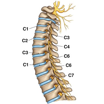 Anatomical illustration of the cervical spine and spinal nerves.